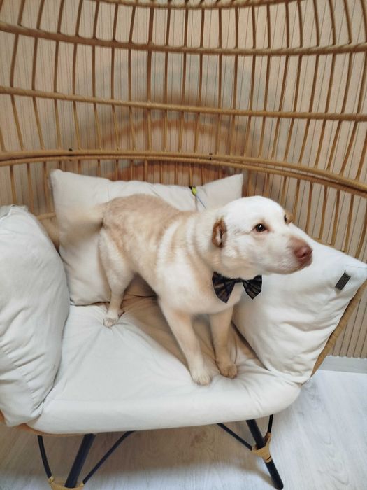 Cão para adotar, porte médio