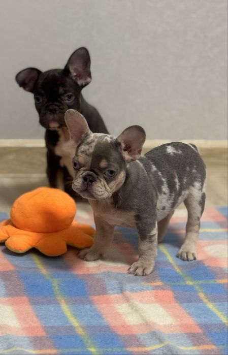 МалЕча з розплідника!Доставка по Україні та за кордон