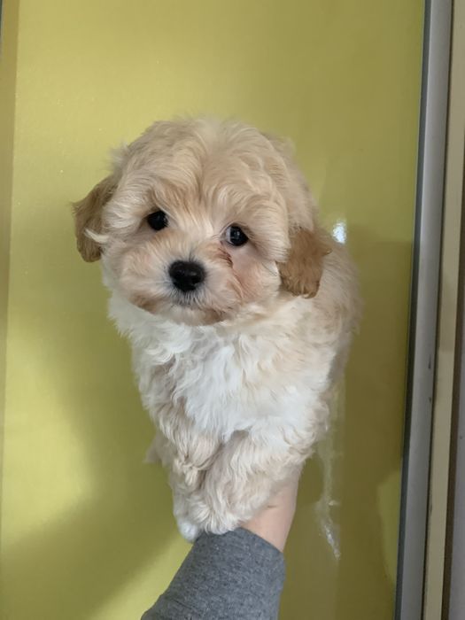 Красунчик Хлопчик Мальтипу