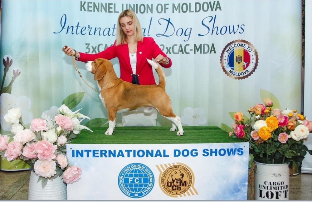 Вязка лучшего бигля на планете