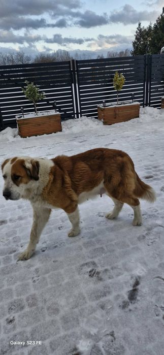 Owczarek Środkowoazjatycki