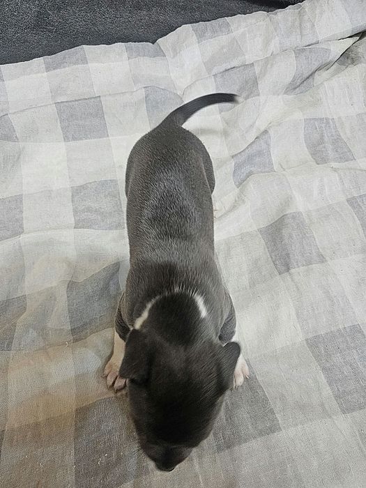 American staffordshire terrier Amstaff