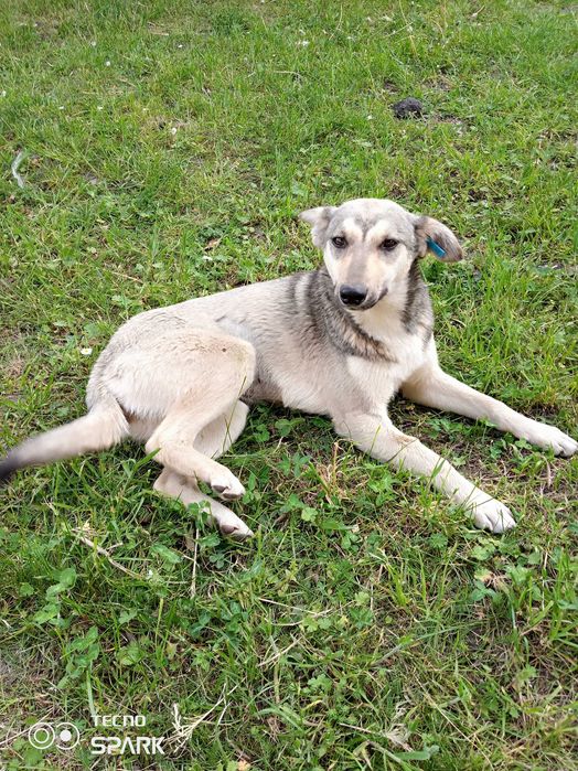 подарую собак в добрі руки