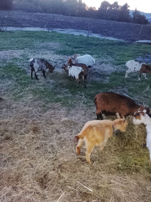 Cabras anãs e cabritos