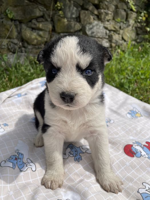 Szczeniaki Husky Syberyjski