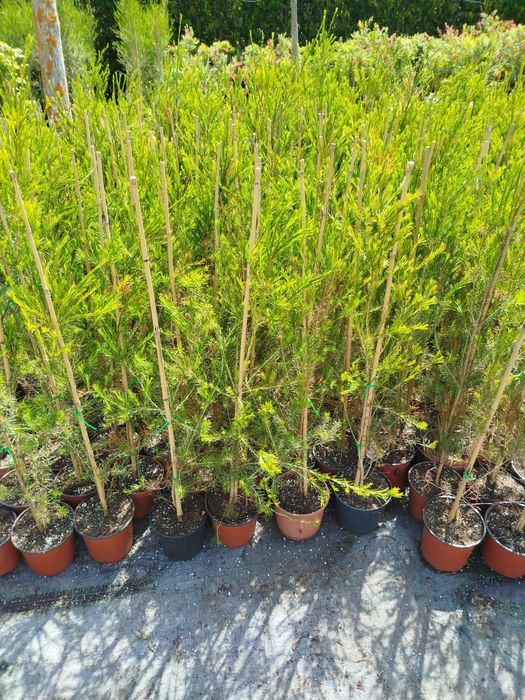 Melaleucas bem enraizadas muito resistentes