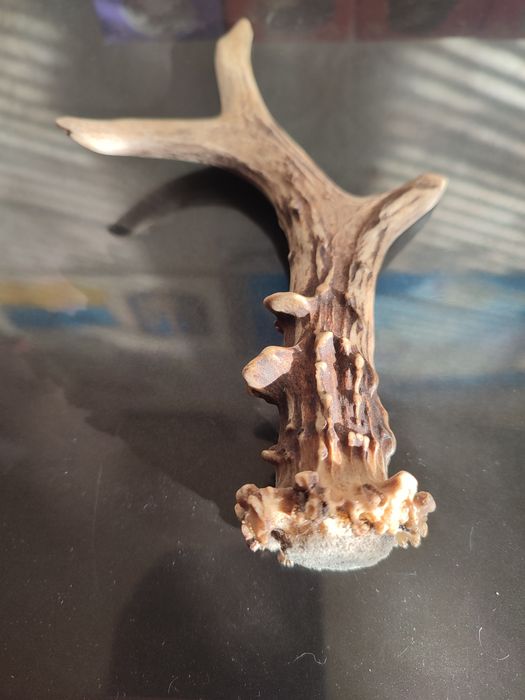 Продам РОГ козы.