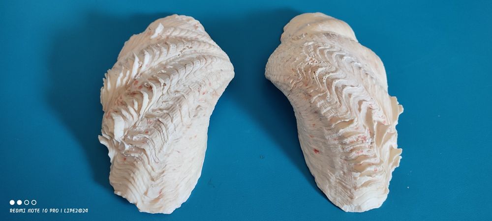 Concha bivalves Tridacna