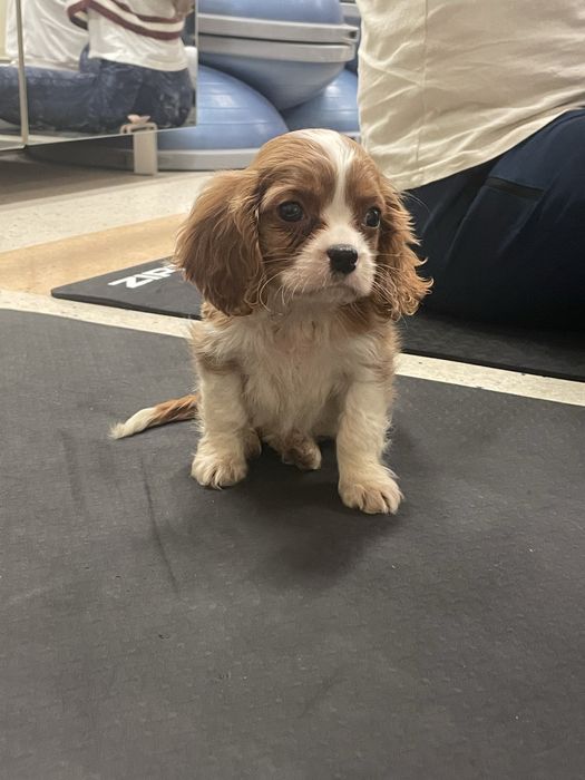 Cavalier King Charles