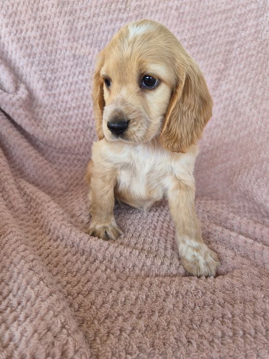 Cocker spaniel suczka 4