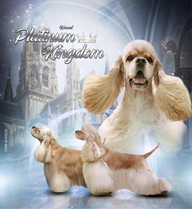 Американский Кокер Спаниель щенки. Питомник.