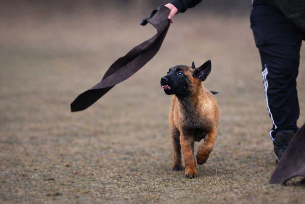 Owczarek belgijski malinois – piesek z rodowodem