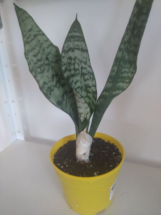 Sansevieria zeylanica