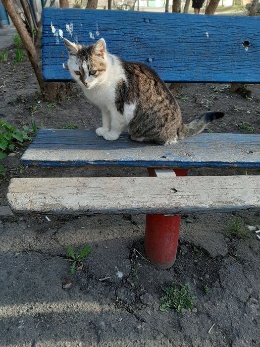 Кошка, стерилизована, 2 года