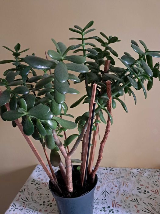 sprzedam duże drzewko szczęścia