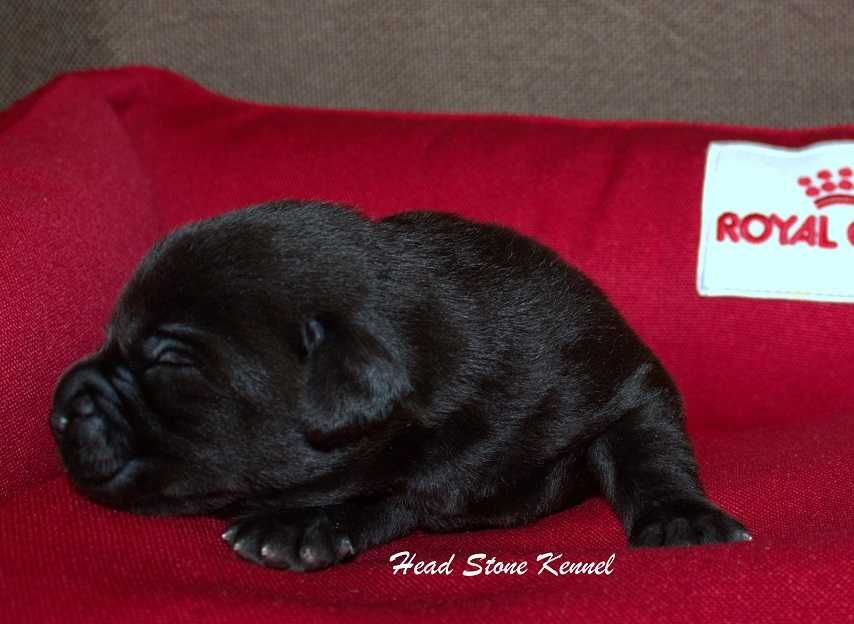 Лабрадор ретривер КСУ