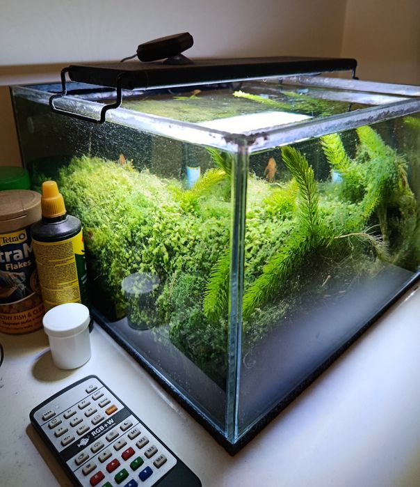 Akwarium Opti White z życiem i LED