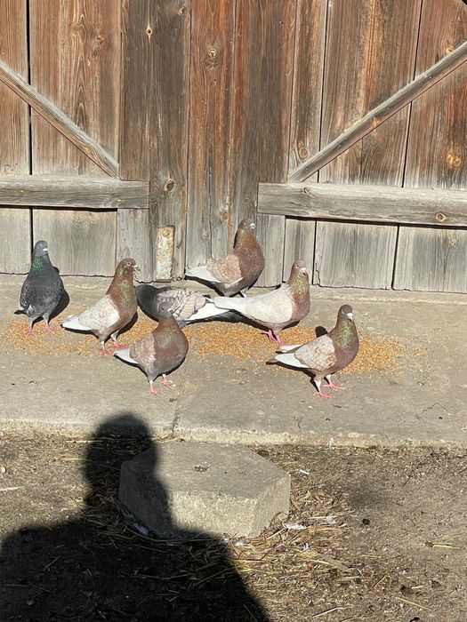 Gołębie Rysie Para