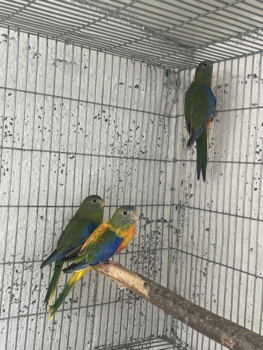 Neophemeas Pulchella 2025