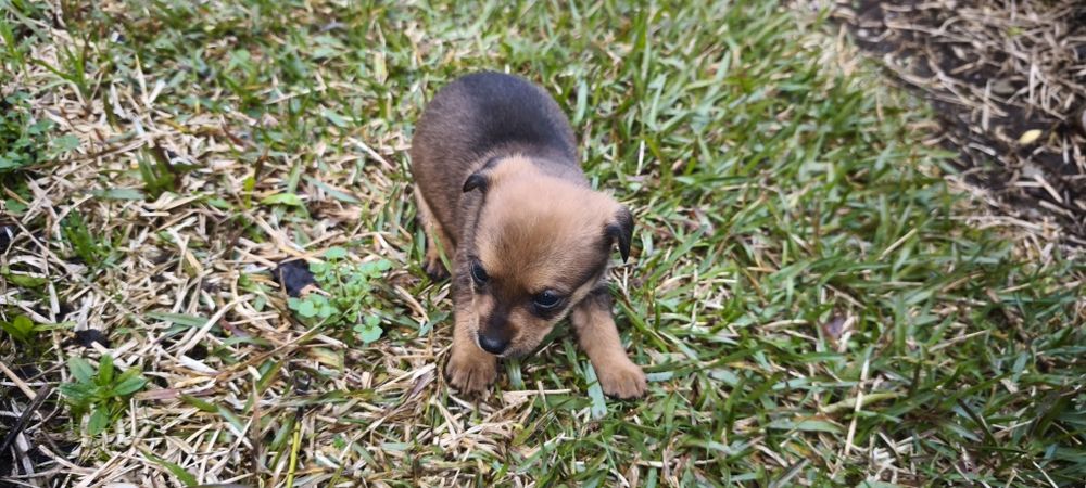 Pinscher pincher miniatura criado em ambiente fami