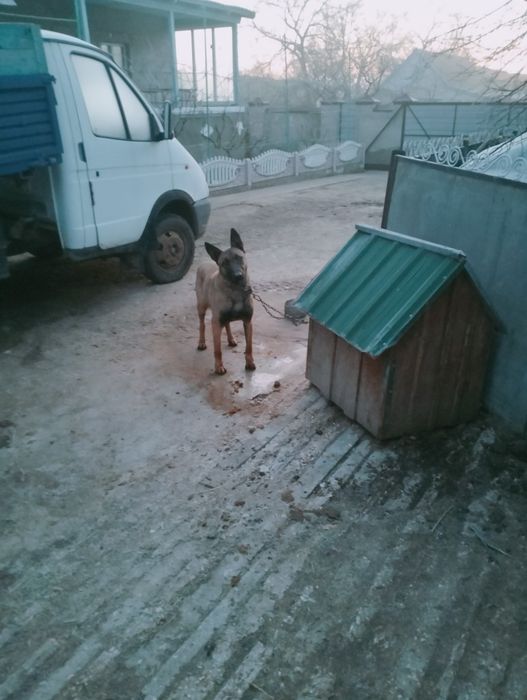 Продам  собаку малинуа
