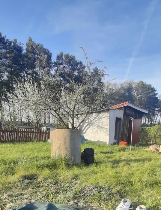 Działka ROD 322m² Jędrzychów – prąd, woda, studnia, pełne wyposażenie – gotowa od zaraz! - Widok 5