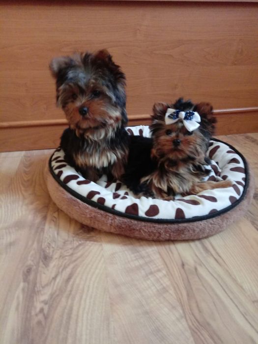 Śliczna sunia yoreczek z rodowodem