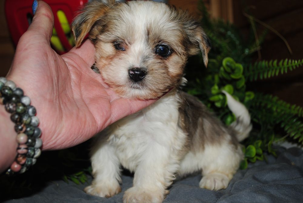 Малеча з блакитними очима. Срочно