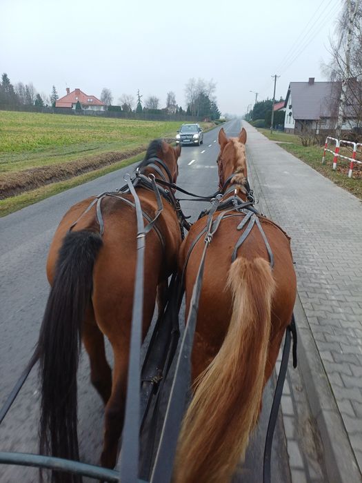 Młoda klacz przyuczona do zaprzęgu
