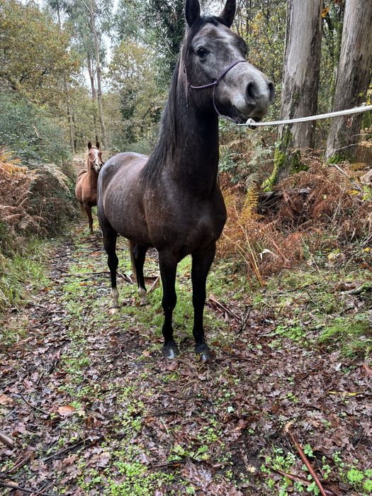 Vendo cavalo Puro Sangue Árabe