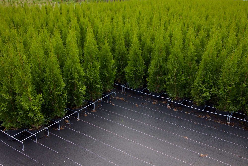 Tuja Thuja Szmaragd 100cm  Wysyłka - Sadzenie Gratis !!!