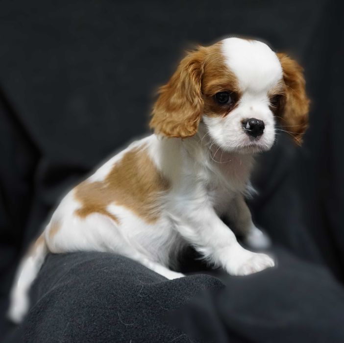 Кавалер Кінг Чарльз спаніель