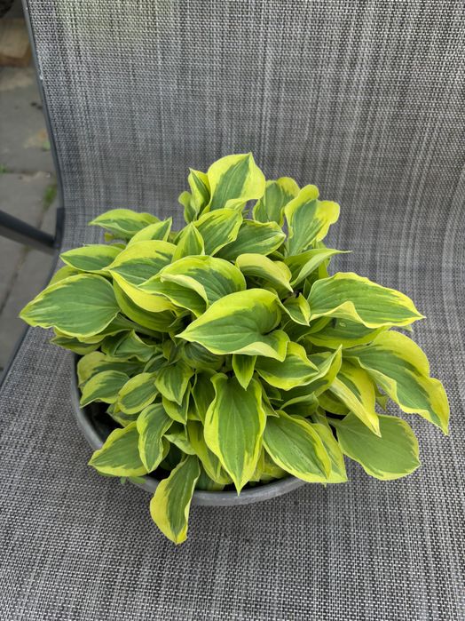 Hosta/Funki sadzonki