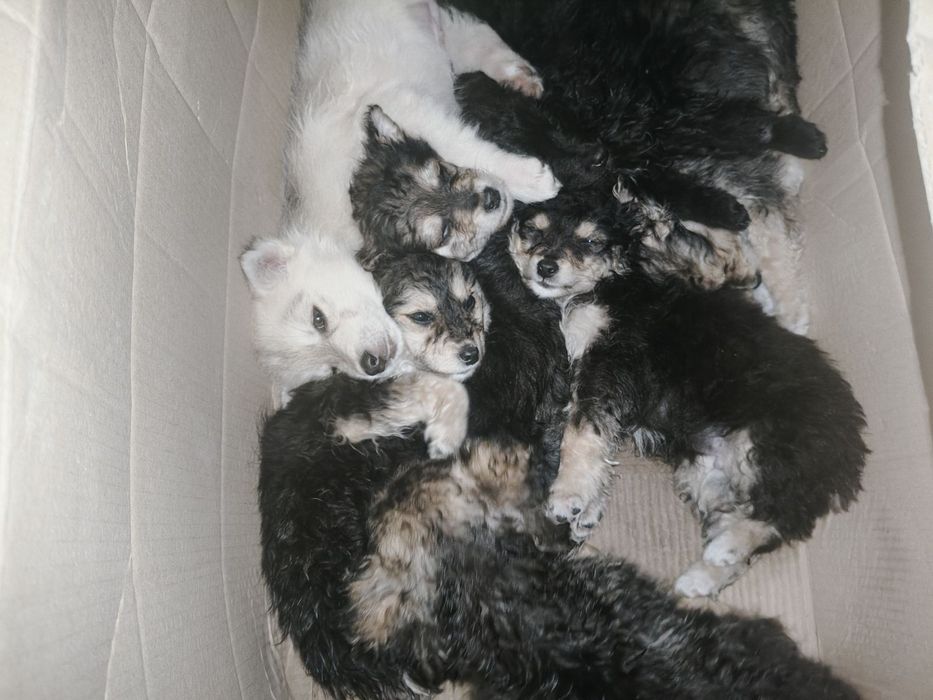 Віддам у добрі руки щенят, 1річні