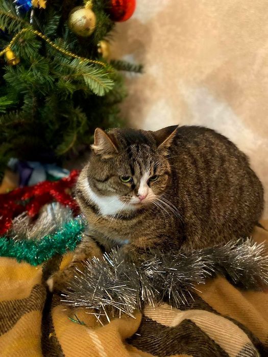 Дуже контактна кішечка, 1,5 роки