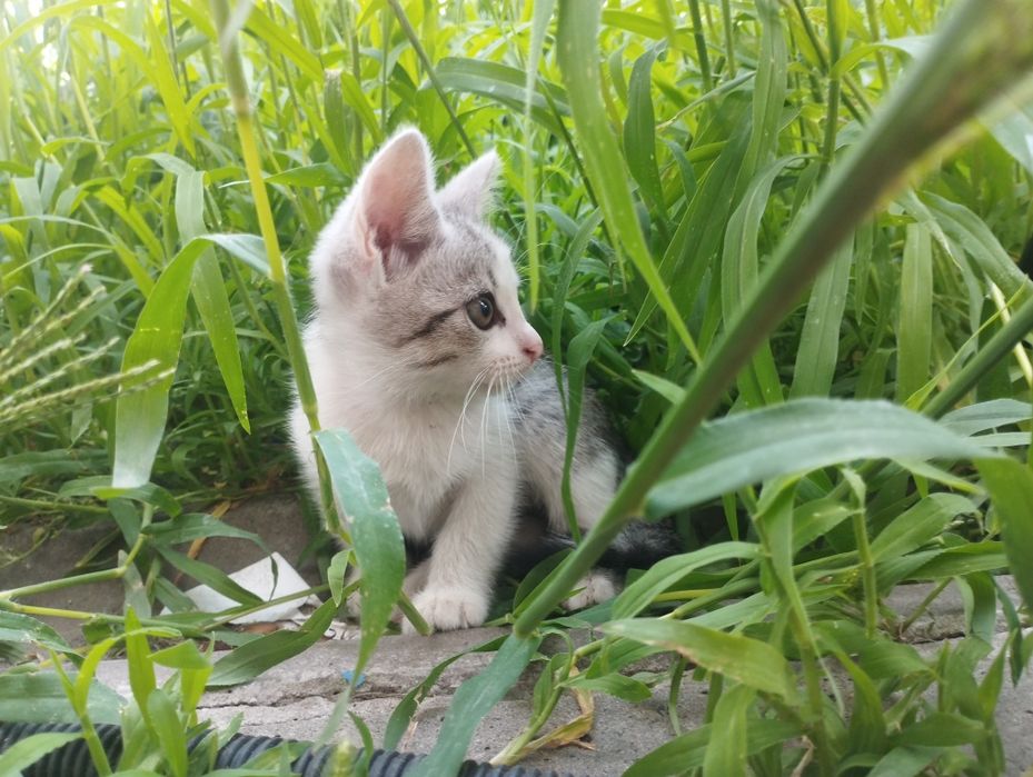Кошенята в добрі руки