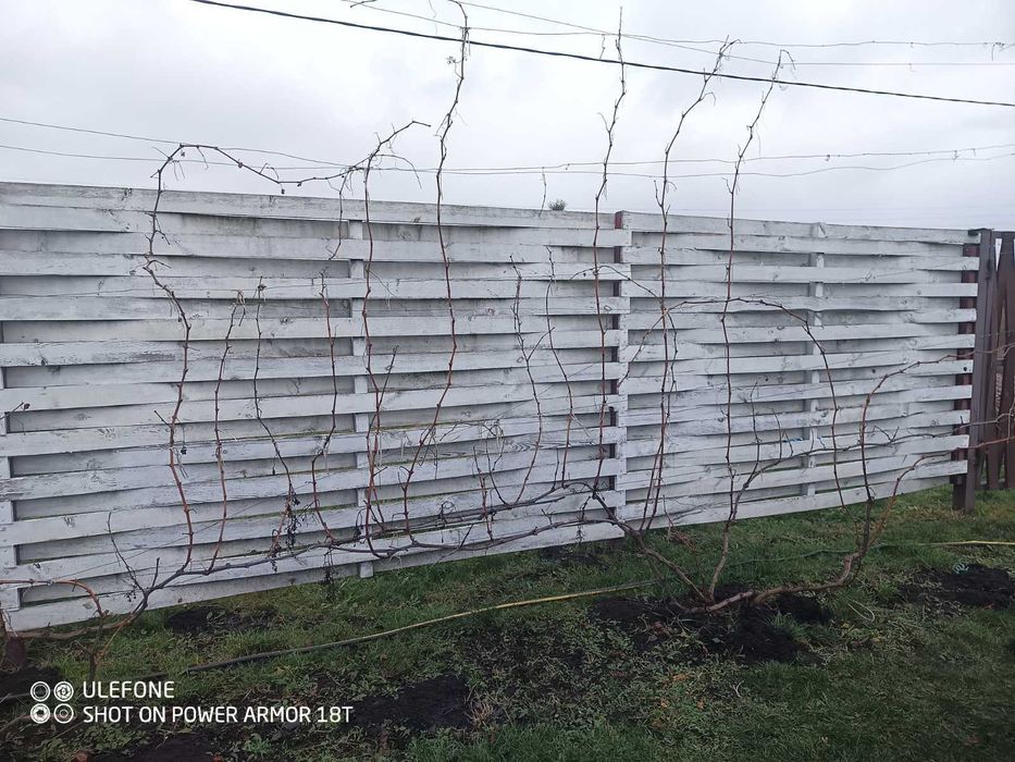 Обрізка дерев та винограду