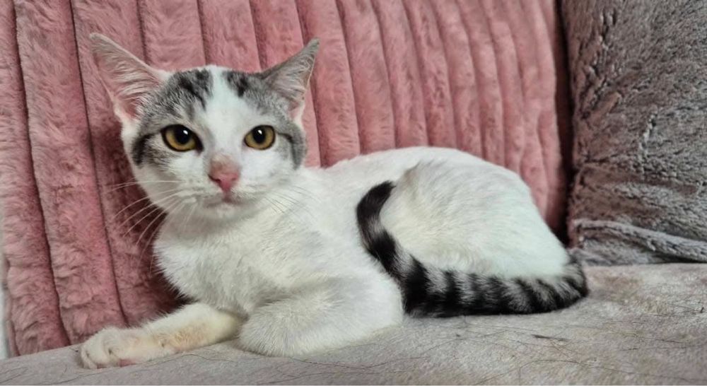 Jacek i Agatka szukają domu