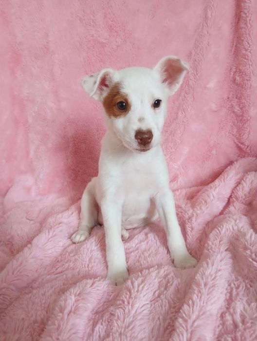 Wesoła suczka Jack russell  terrier