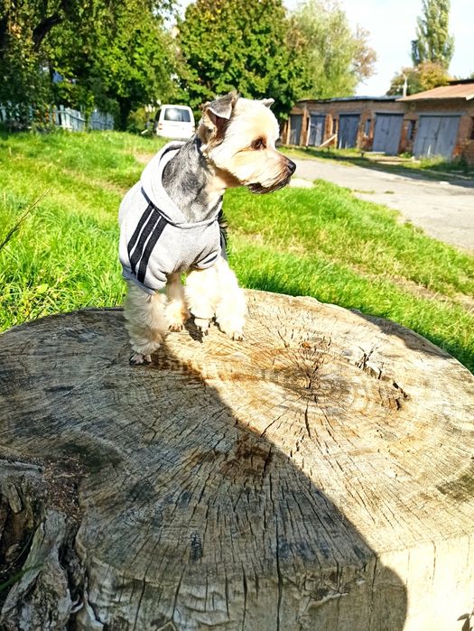 В'язка йорка. Йоркширський тер'єр. Йорк.Мини .Миник