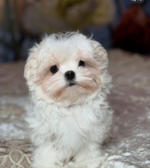 Розкішні хлопчики