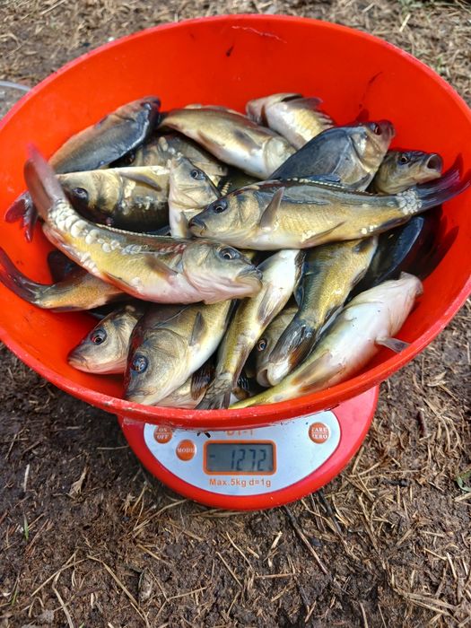 Продам зарибок коропа