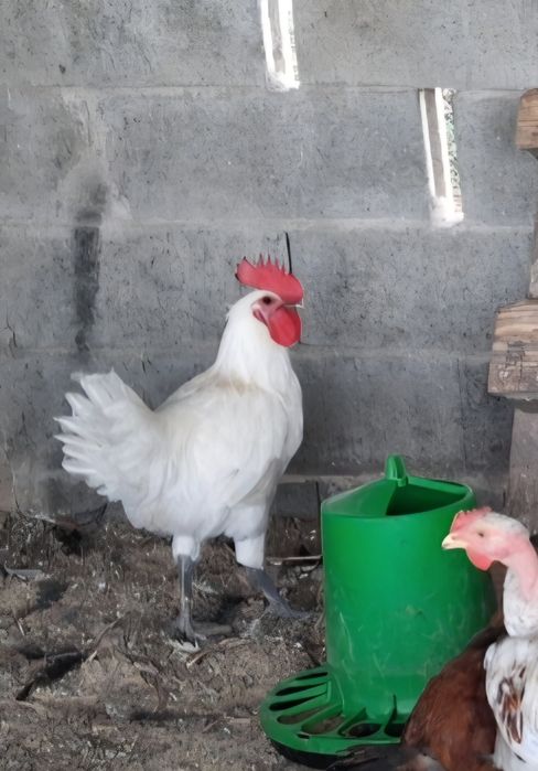 Vendo casais de La Bresse Gauloise