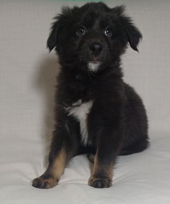 Щенята 3 хлопчики і 3 дівчинки