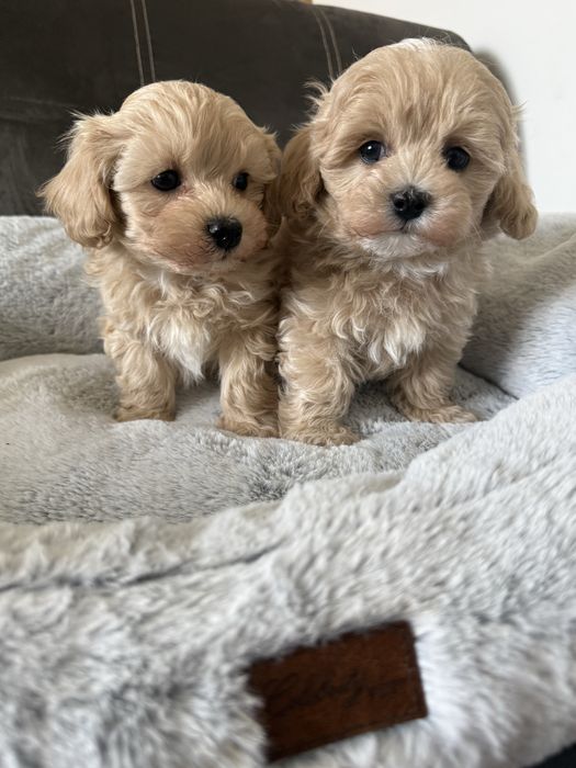 Maltipoo miniaturka piesek z rodowodem