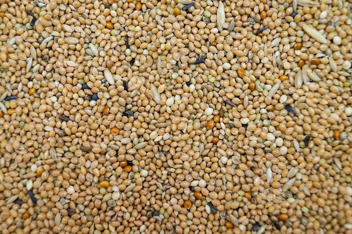 Pokarm mieszanka papuga mała falista gołąbek diamentowy zeberka 25 kg