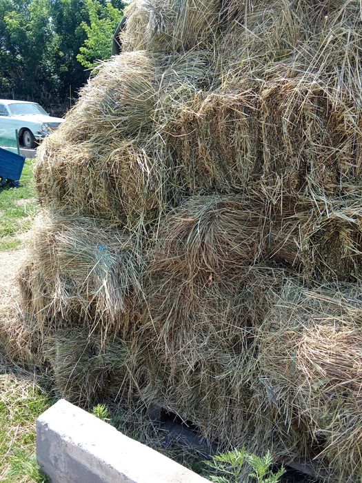 Продам Сено (Луговое)