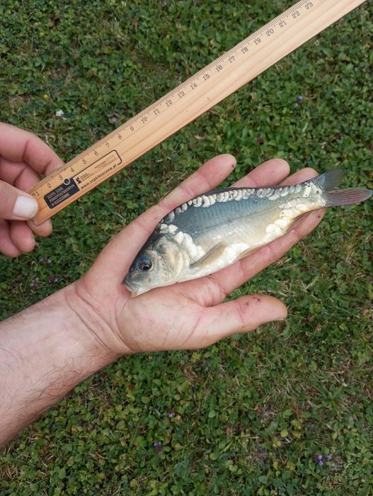 Karp karaś kroczek narybek karpia