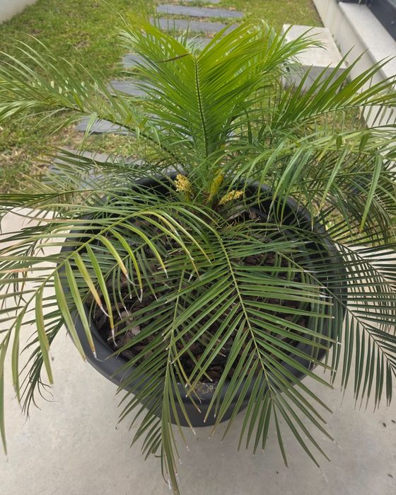 Palmeira Fénix-Anã (Phoenix roebelenii) + Vaso Moderno Preto 250 L | Grande Porte | Terraço/Jardim
