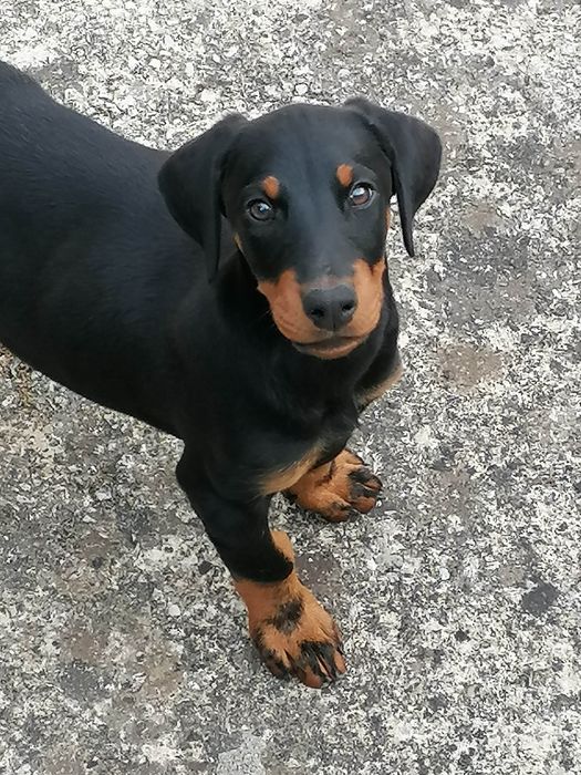 Excelente Fêmea  Doberman